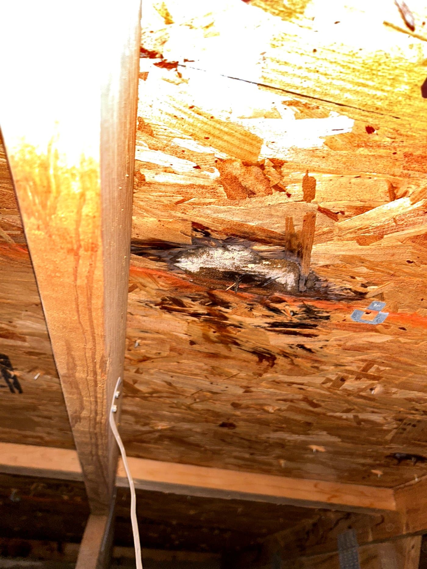 Water-stained roof decking photographed from inside the attic after a storm leak